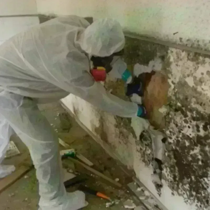 Mold Remediation and Removal in Pecos County, TX